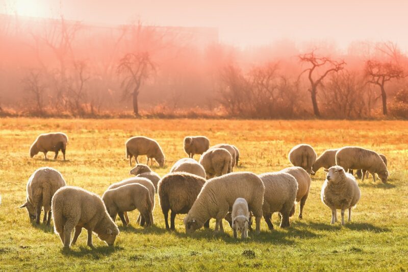 Schapen